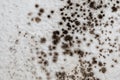 Mold, mould, mildew or fungas on the white surface of ceiling in an interior room