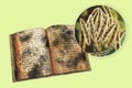 Mold in old books, conceptual illustration