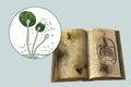 Open antique book with mold on its pages and close-up view of mold fungi Rhizopus