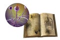 Open antique book with mold on its pages and close-up view of mold fungi Rhizopus