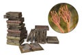 Mold in old books, 3D illustration