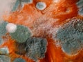 Mold on pumpkin Royalty Free Stock Photo