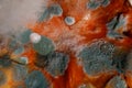 Mold on pumpkin Royalty Free Stock Photo