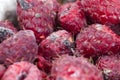 Mold on the raspberries Royalty Free Stock Photo