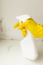 Mold removal company. Worker of cleaning service removes the mold using antimicrobial spray