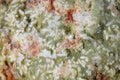 Mold in rice