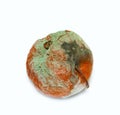 Mold on a rotten apple isolated Royalty Free Stock Photo