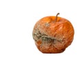 Mold on a rotten apple isolated Royalty Free Stock Photo