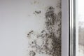 Mold on the slopes near the window made of metal-plastic construction. Fungus on the white surface of the wall in the Royalty Free Stock Photo