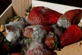 Mold strawberries