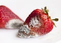 Mold on strawberries Royalty Free Stock Photo