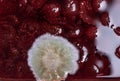 Mold on strawberry jam