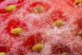 Mold strawberry through the microscope Royalty Free Stock Photo