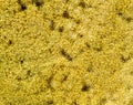 Mold texture background on old bread, macro Royalty Free Stock Photo