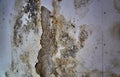 Mold wall in an apartment with different types of mold. Close-up Royalty Free Stock Photo