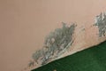 mold on the wall and on the carpet Royalty Free Stock Photo