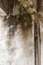 Mold on wall moisture Royalty Free Stock Photo