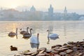 Moldau river embankment in the early morning, Lesser town, Kampa, Prague, Czech republic Royalty Free Stock Photo