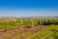 Moldavia, Chisinau territory of the famous grapes and wine production plant