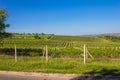 Moldavia, Chisinau territory of the famous grapes and wine production plant