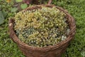 Moldavian white picked grape in wicker basket. Fresh harvest white grape in the garden for wine