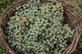 Moldavian white picked grape in wicker basket. Fresh harvest white grape in the garden for wine Royalty Free Stock Photo