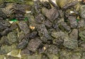 moldavite mineral collection Royalty Free Stock Photo