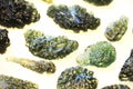 moldavite minerals isolated Royalty Free Stock Photo