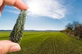 Moldavite prospecting. Natural green precious stone in drop shape in human fingers