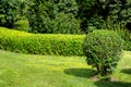 Molded trimmed bush and a green lawn.