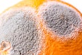 Moldiness, closeup of Orange Royalty Free Stock Photo
