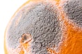 Moldiness, closeup of Orange Royalty Free Stock Photo