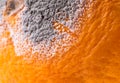 Moldiness, closeup of Orange Royalty Free Stock Photo