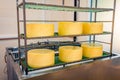 Molding press for Gouda cheese