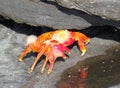 Molding Red Rock Crab (Galapagos, Ecuador) Royalty Free Stock Photo