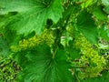 Blooming grapes