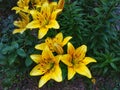 Daylily orange bush