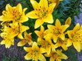 Daylily orange bush