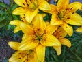 Daylily orange bush