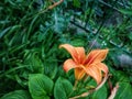 Daylily orange bush