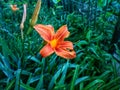 Daylily orange bush