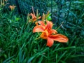 Daylily orange bush