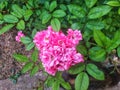 Rose ground cover pink faerie