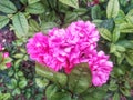 Rose ground cover pink faerie