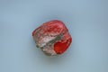 Moldy bell pepper on grey background. Spoiled vegetable. Incorrect storage. Ripe red peppre with a fungus. Bacteria on