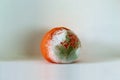 Moldy citrus, orange Royalty Free Stock Photo