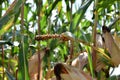 moldy corn cob on the field, diseased and deformed corn cob