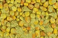 Moldy corn kernels. Aflatoxin - Aspergillus flavus and Aspergillus parasiticus. Corn mycotoxins - rotten corn grains Royalty Free Stock Photo