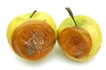 Moldy `Golden delicacy` apples