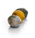 Moldy Lemons, contaminated by green-white fungus